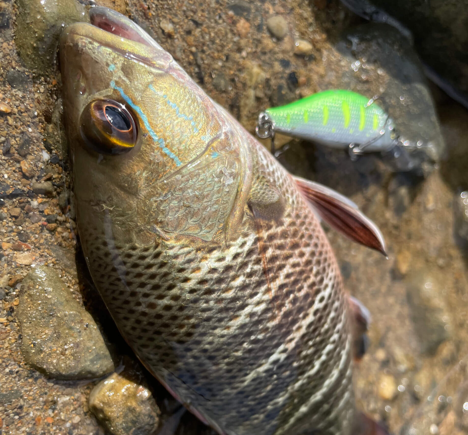 奄美大島魚