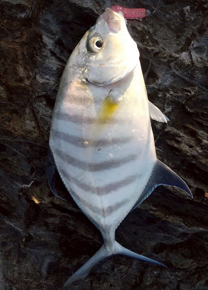 奄美大島カイワリ