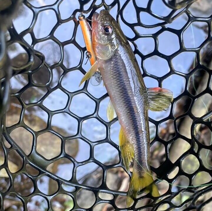 三重県カワムツ