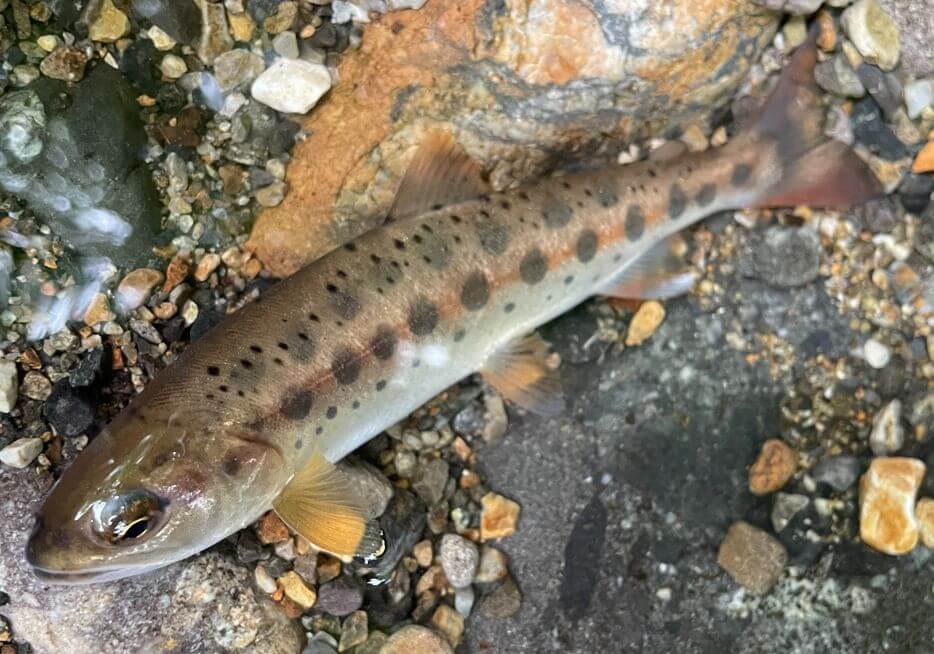 宮崎五ヶ瀬川ヤマメ渓流釣り