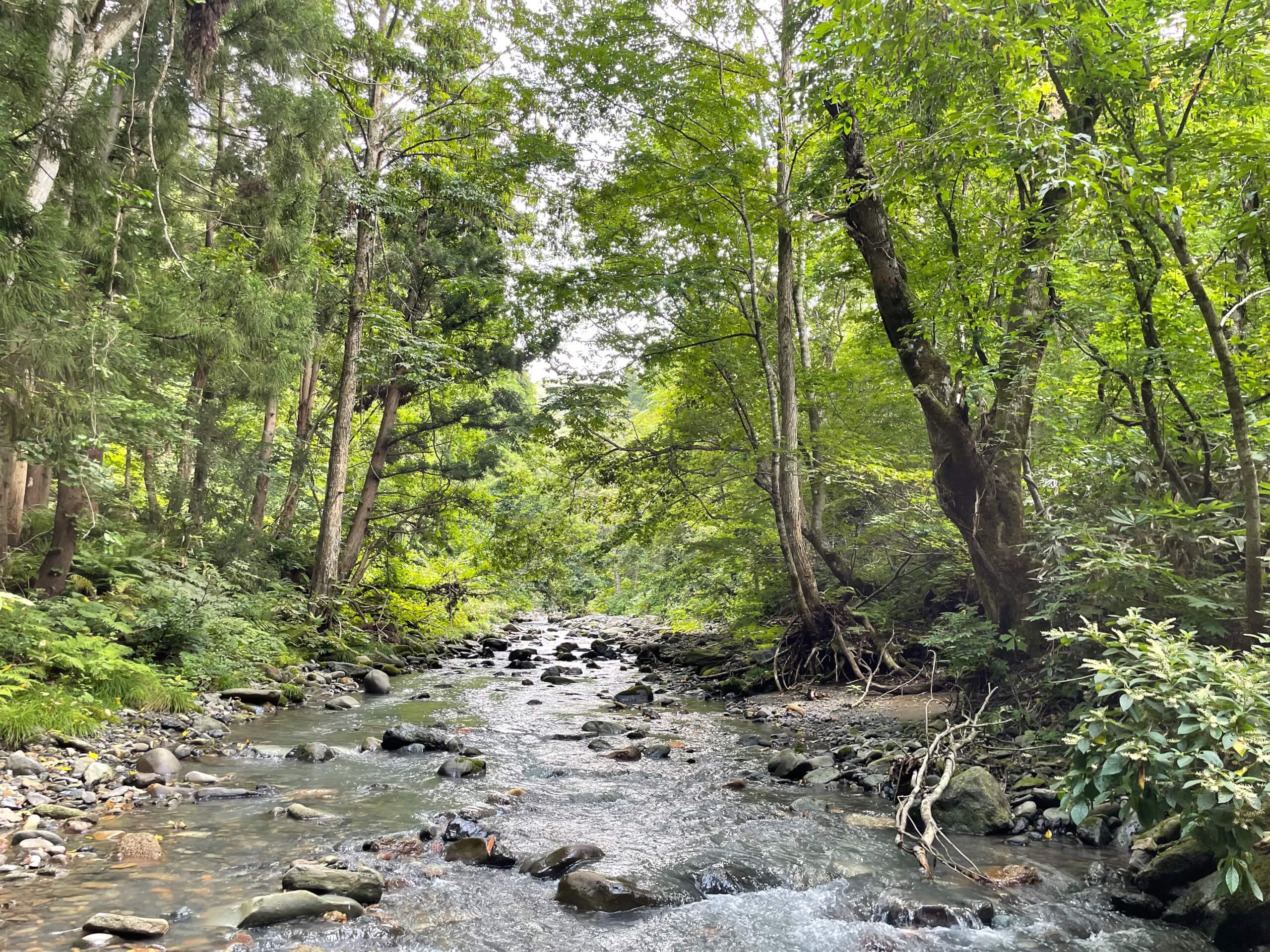青森岩木川渓流釣り