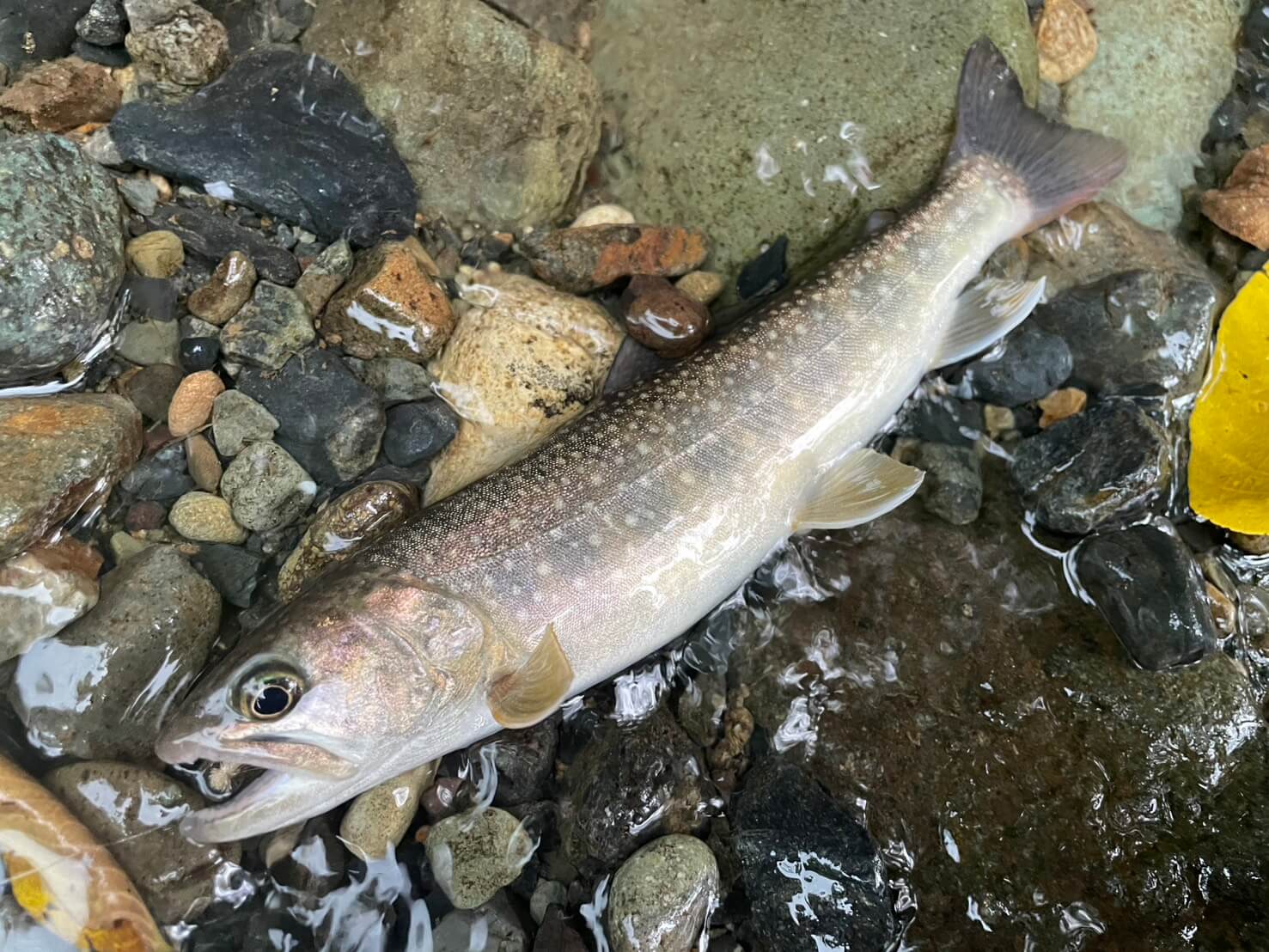 岩木川で毛針で釣れたイワナ