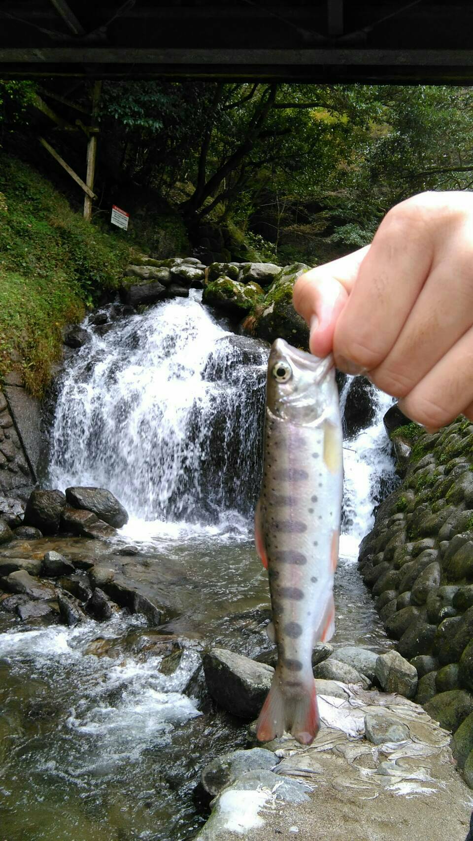 白糸の滝の釣り堀でヤマメ釣り 福岡市内から高速で40分 釣れない男の渓流釣りポイント紹介