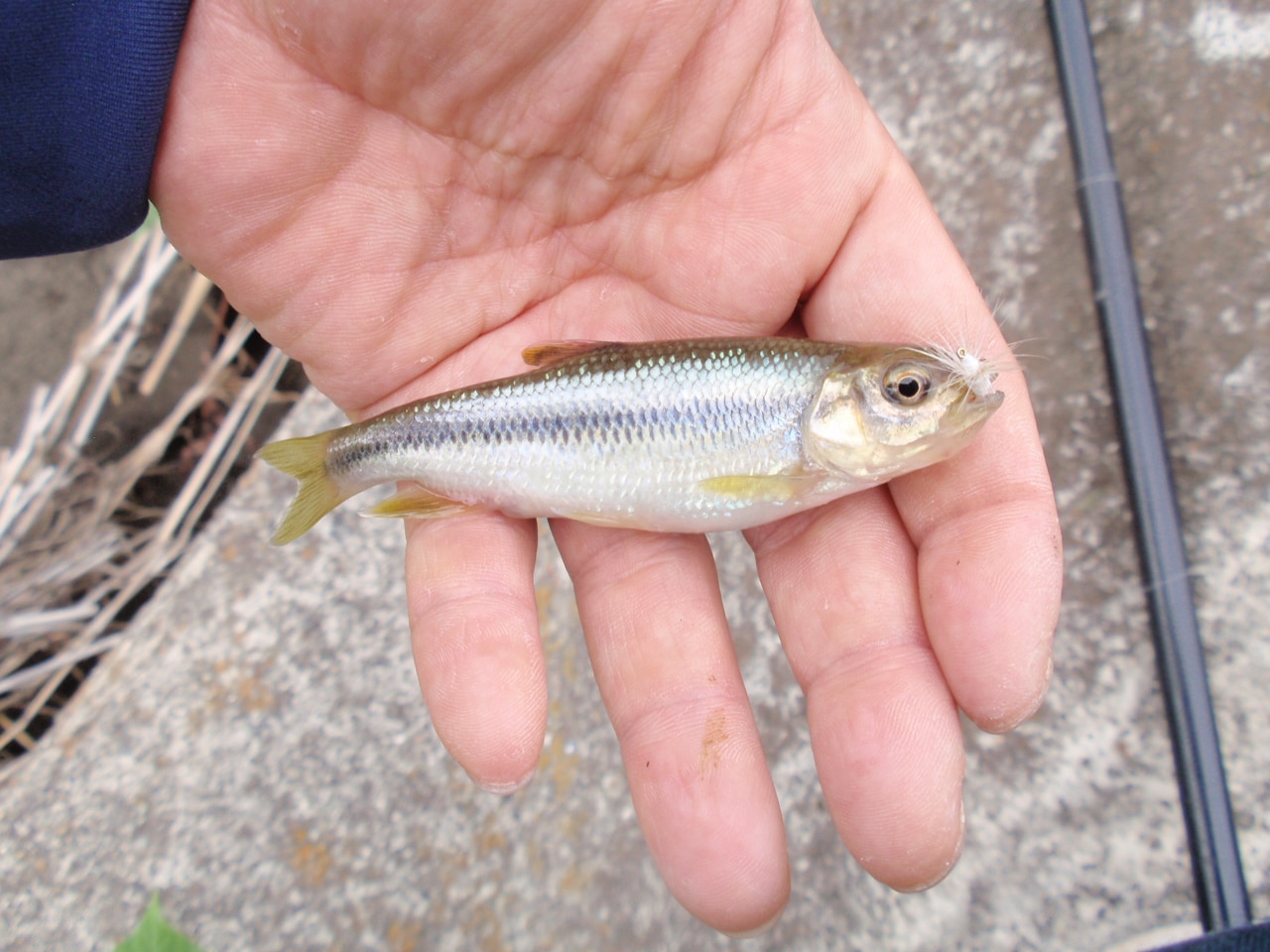 群馬のヤマメ渓流釣り場と解禁日 高崎 前橋から1時間の釣り場9選 埼玉熊谷 川越からも1 5時間 釣れない男の渓流釣りポイント紹介