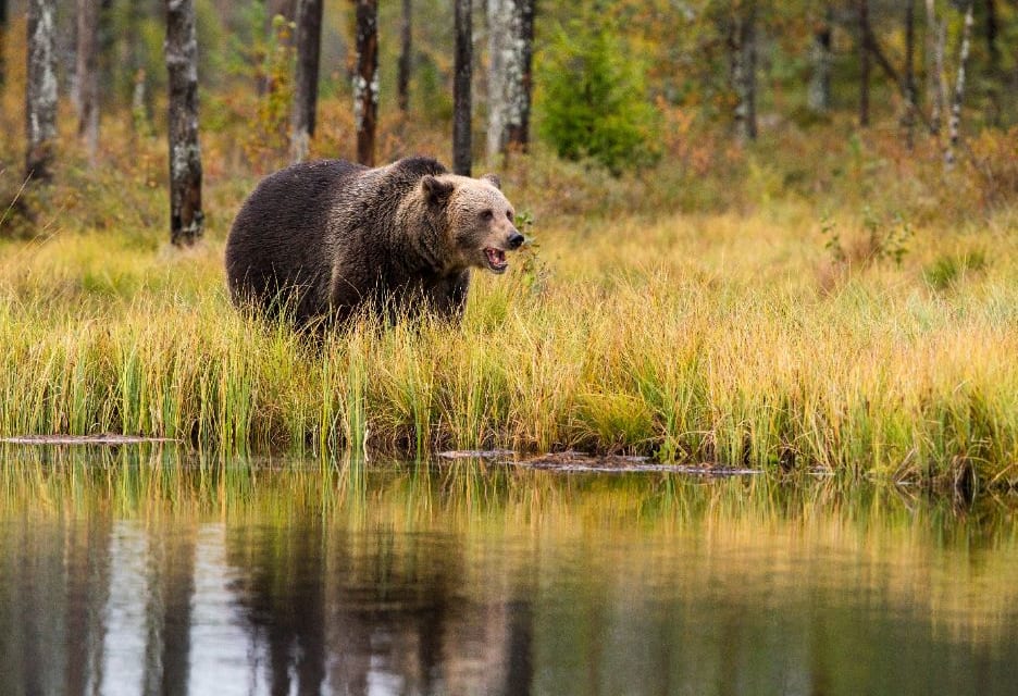 渓流釣りと熊