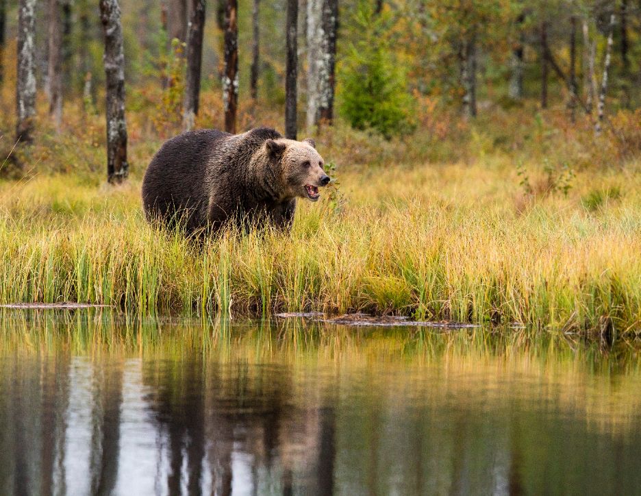 熊マジ怖い 渓流釣りでクマに会わないための対策を18人の釣り人から学ぶ 釣れない男の渓流釣りポイント紹介