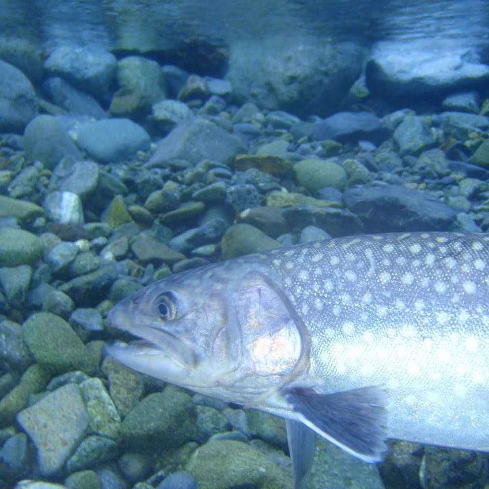 神奈川県の管理釣り場 魅力的な管理釣り場を紹介 釣れない男の渓流釣りポイント紹介