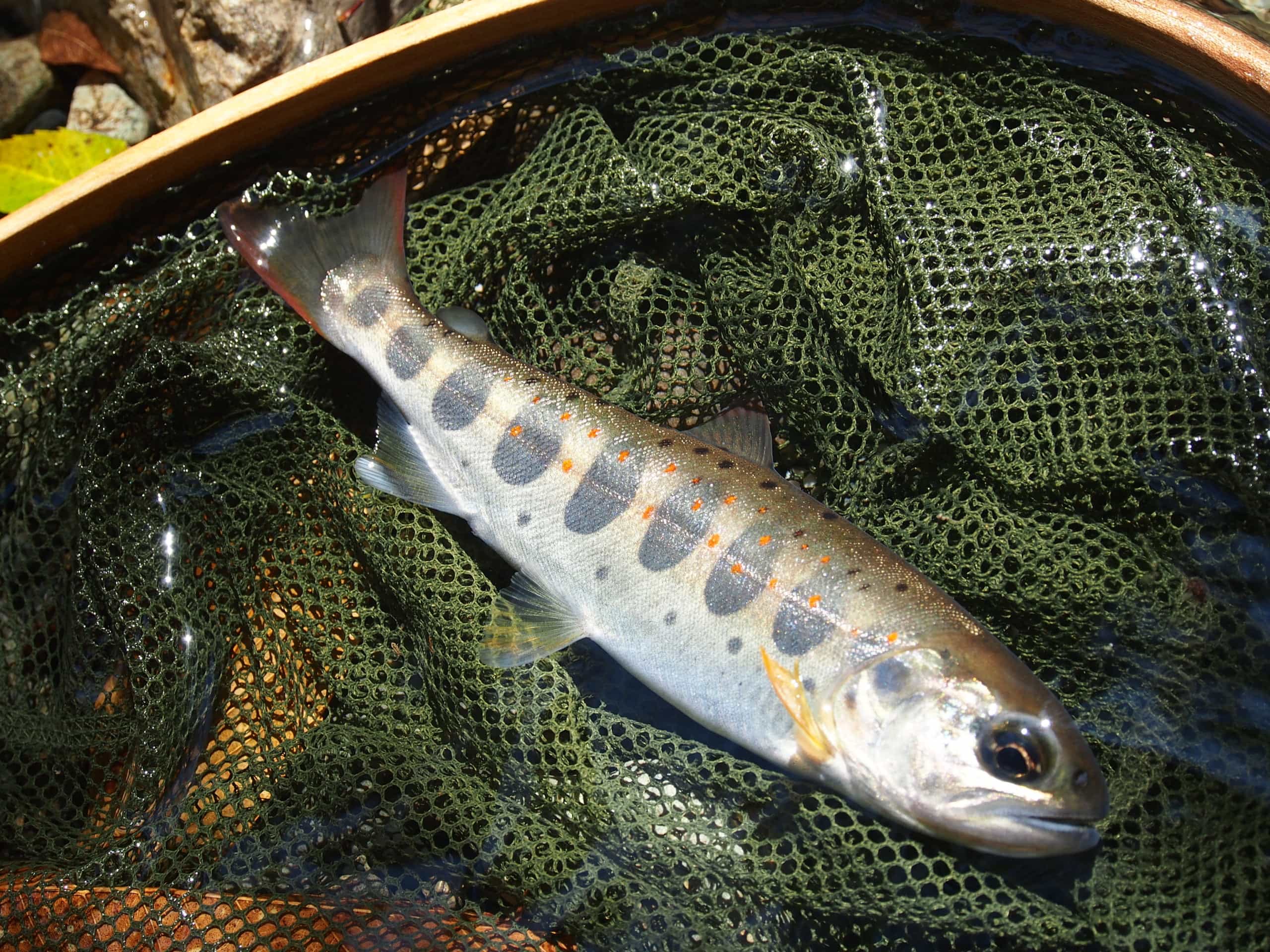 那賀川ヤマメアマゴ渓流釣り