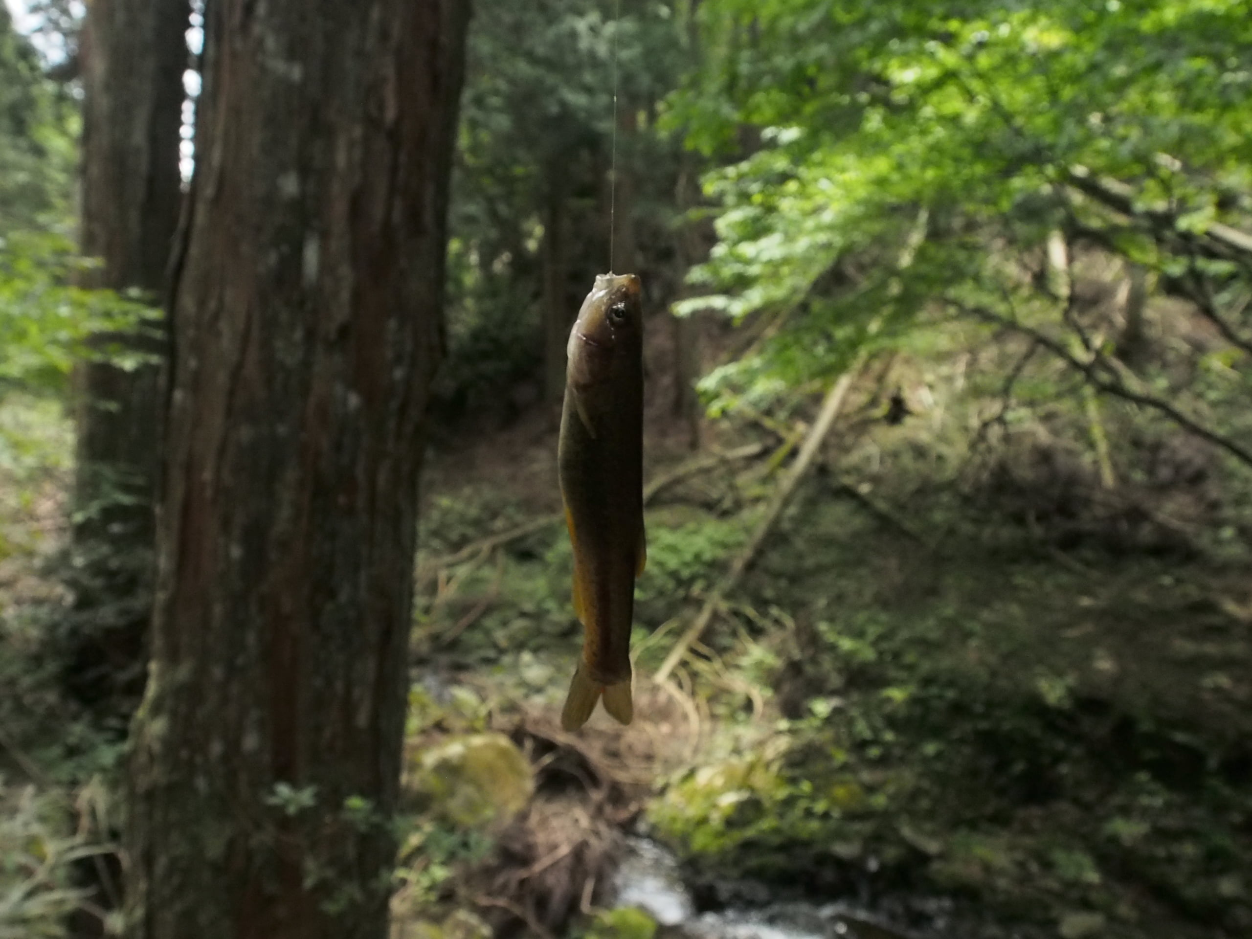 関西の天然ヤマメ(アマゴ)渓流釣り