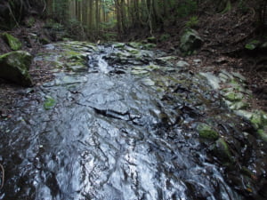 父鬼川ヤマメ渓流釣り