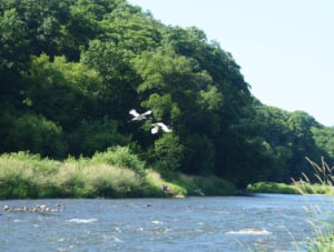 利別川の鶴