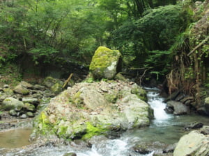 藁科川黒股沢ヤマメ釣り