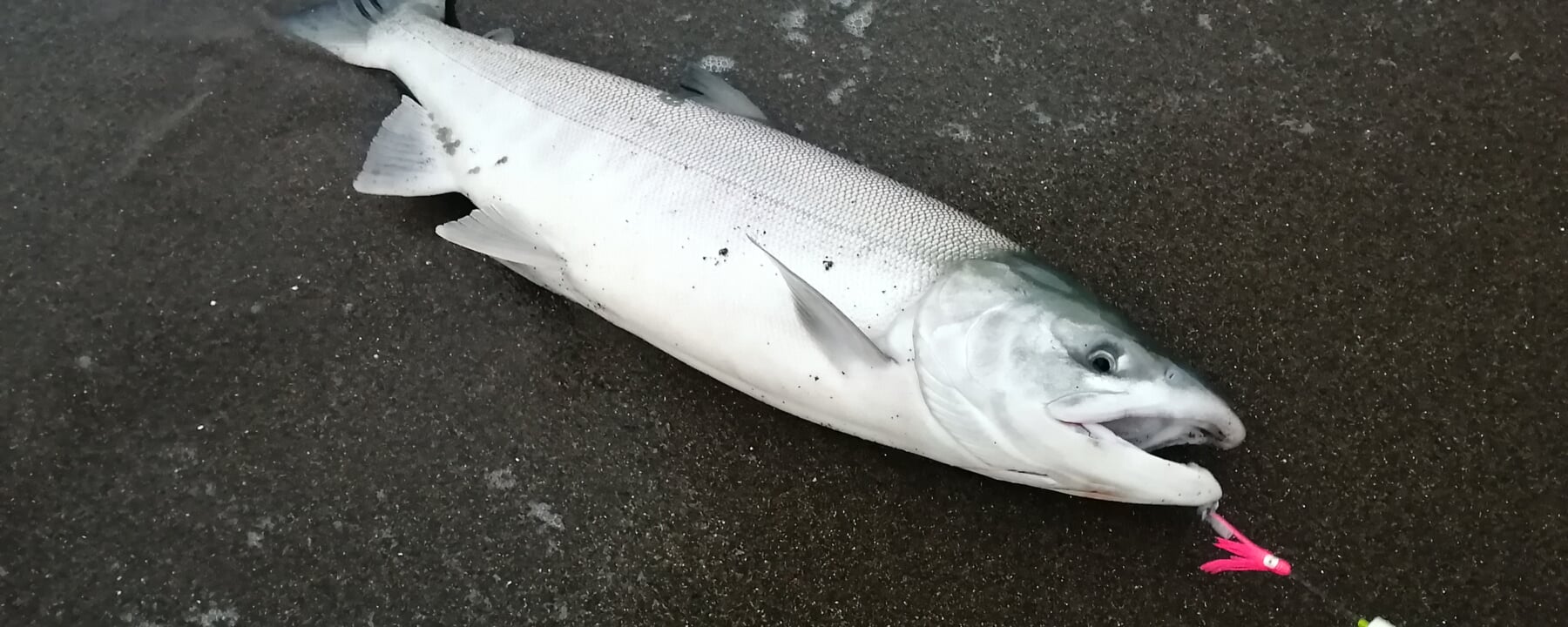 道東網走シロザケアキアジ釣り