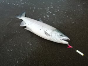 道東網走シロザケアキアジ釣り