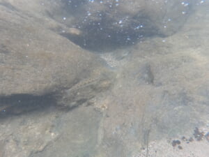渓流でヤマメを水中撮影