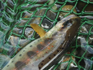遊漁料無料石田川アマゴ渓流釣り