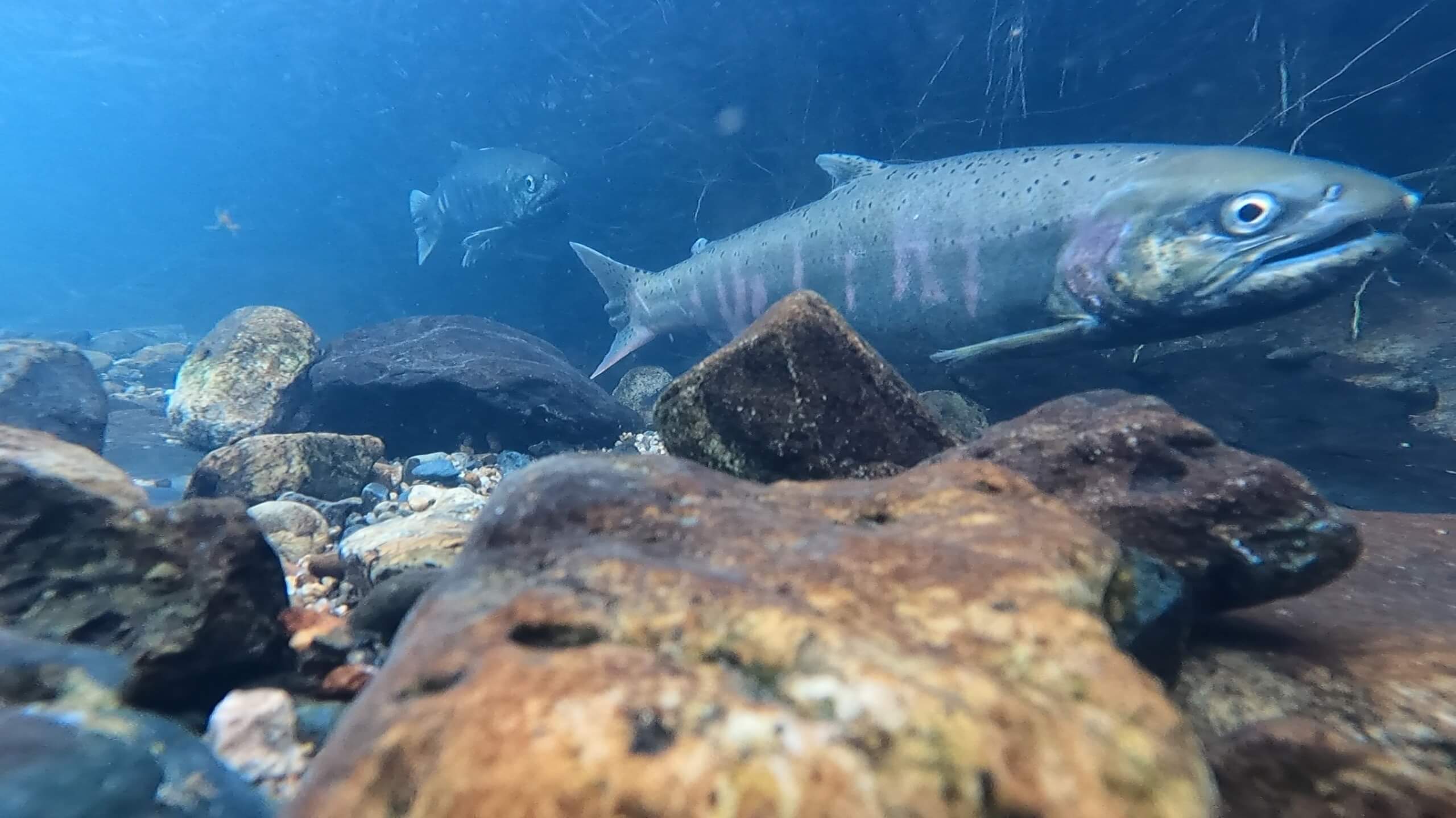 石飛ばし
