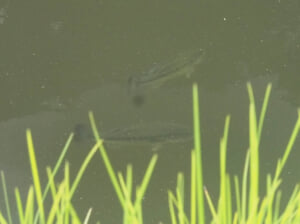 聖湖のブラックバス
