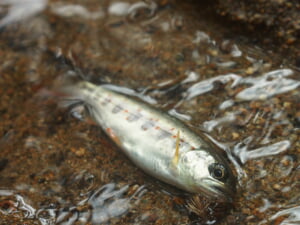 奈良県中部アマゴ無料渓流釣り