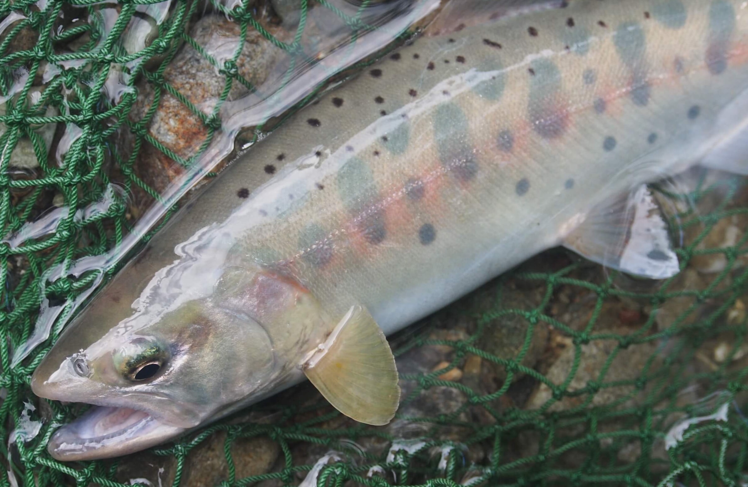 椎葉耳川ヤマメ渓流釣り