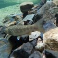 三重無料イワナ渓流つり